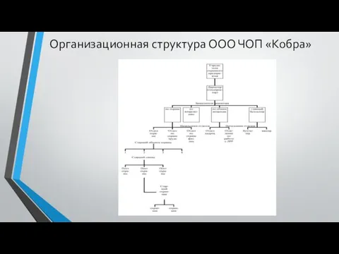 Организационная структура ООО ЧОП «Кобра»
