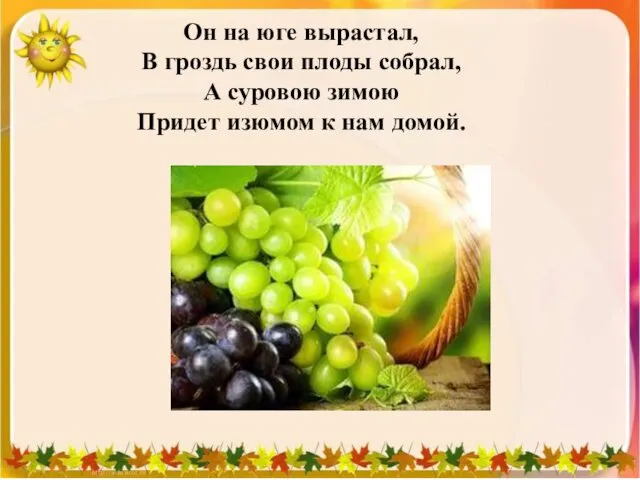 Он на юге вырастал, В гроздь свои плоды собрал, А