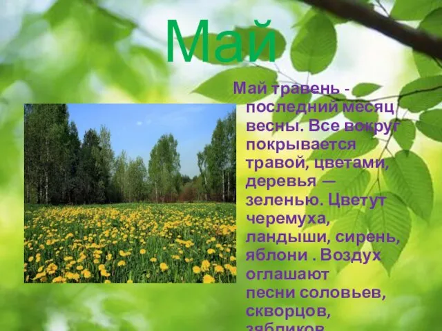 Май Май травень - последний месяц весны. Все вокруг покрывается