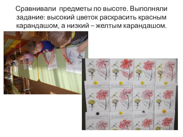 Сравнивали предметы по высоте. Выполняли задание: высокий цветок раскрасить красным карандашом, а низкий – желтым карандашом.