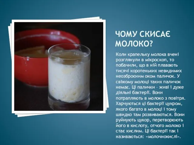 ЧОМУ СКИСАЄ МОЛОКО? Коли крапельку молока вчені розглянули в мікроскоп,