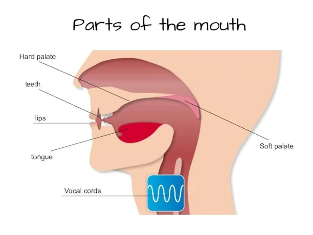 Parts of the mouth tongue teeth lips Vocal cords Hard palate Soft palate