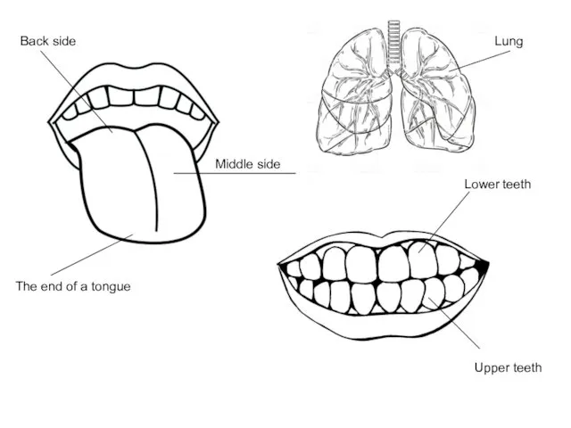 Lower teeth Upper teeth Back side Middle side The end of a tongue Lung