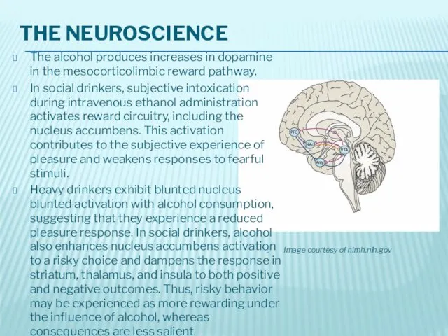 THE NEUROSCIENCE The alcohol produces increases in dopamine in the