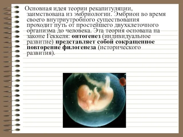 Основная идея теории рекапитуляции, заимствована из эмбриологии. Эмбрион во время