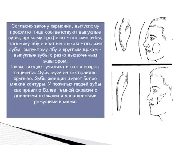 Согласно закону гармонии, выпуклому профилю лица соответствуют выпуклые зубы, прямому