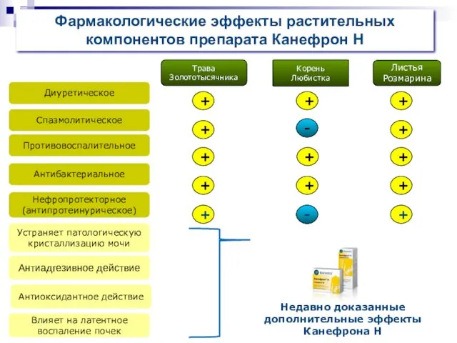 Фармакологические эффекты растительных компонентов препарата Канефрон Н Трава Золототысячника Корень