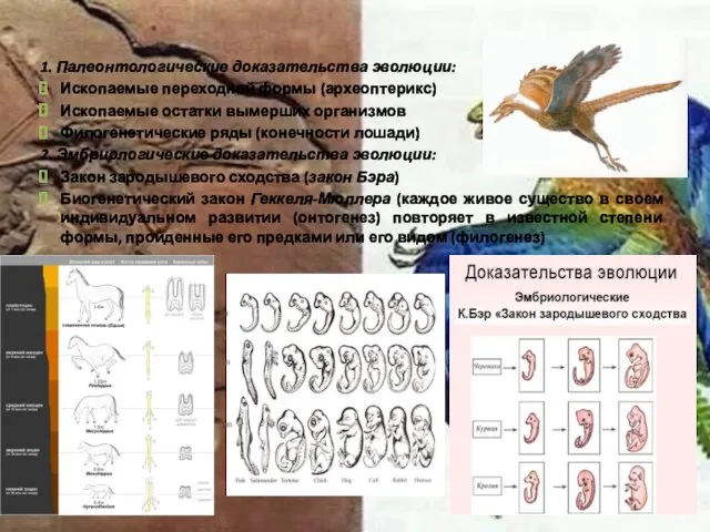 1. Палеонтологические доказательства эволюции: Ископаемые переходной формы (археоптерикс) Ископаемые остатки