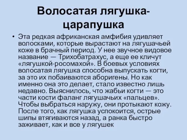 Волосатая лягушка-царапушка Эта редкая африканская амфибия удивляет волосками, которые вырастают