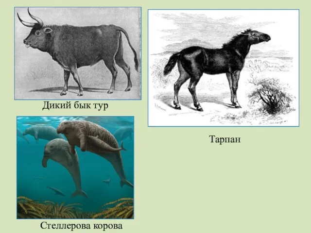 Дикий бык тур Тарпан Стеллерова корова