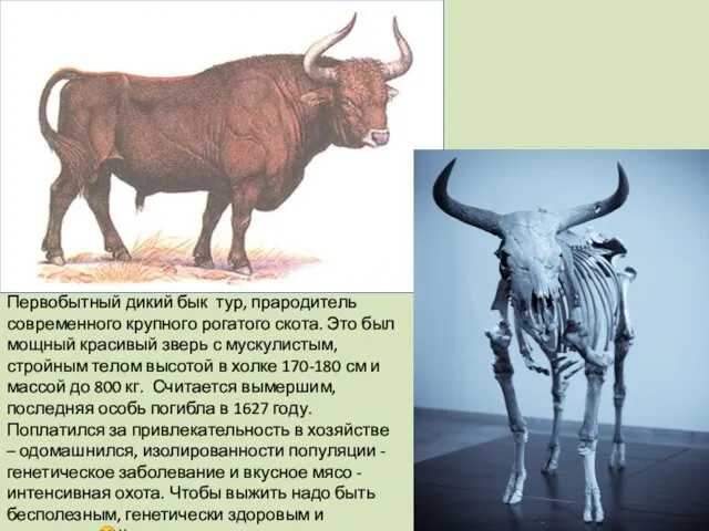 Первобытный дикий бык тур, прародитель современного крупного рогатого скота. Это
