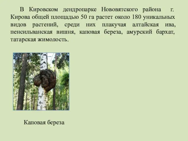 В Кировском дендропарке Нововятского района г. Кирова общей площадью 50