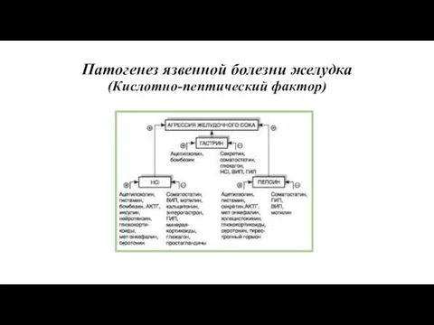 Патогенез язвенной болезни желудка (Кислотно-пептический фактор)