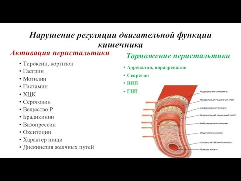 Нарушение регуляции двигательной функции кишечника Активация перистальтики Тироксин, кортизон Гастрин Мотилин Гистамин ХЦК