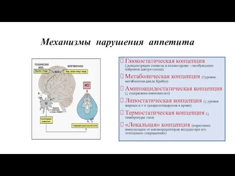 Механизмы нарушения аппетита Глюкостатическая концепция (↓концентрации глюкозы в плазме крови