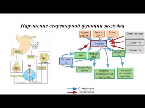 Нарушение секреторной функции желудка Гастрин Ферменты ↑HCl Гистамин Ацетилхолин Секретин