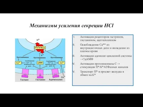 Механизмы усиления секреции HCl Активация рецепторов гастрином, гистамином, ацетилхолином Освобождение