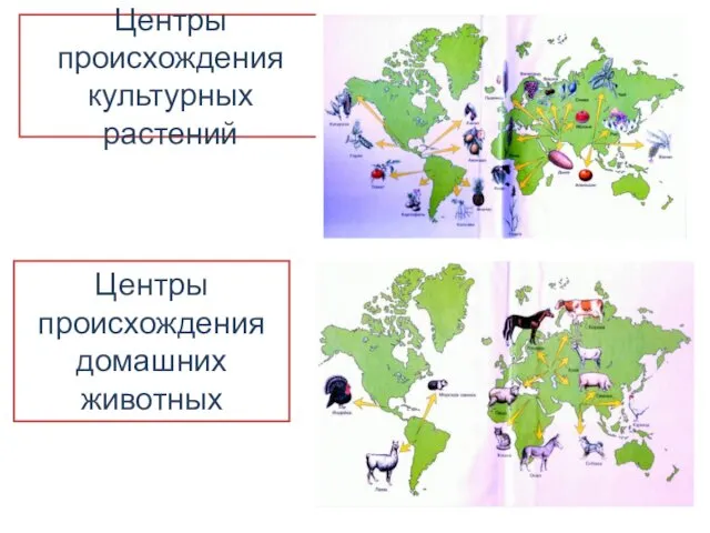 Центры происхождения культурных растений Центры происхождения домашних животных