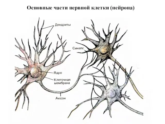Основные части нервной клетки (нейрона)