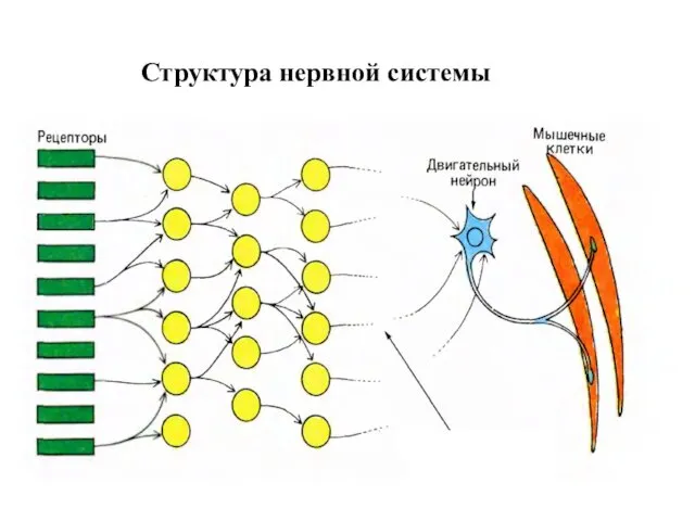 Структура нервной системы
