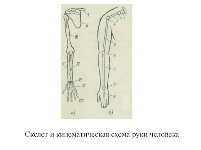 Скелет и кинематическая схема руки человека