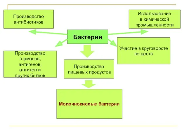 Бактерии Использование в химической промышленности Производство пищевых продуктов Производство антибиотиков