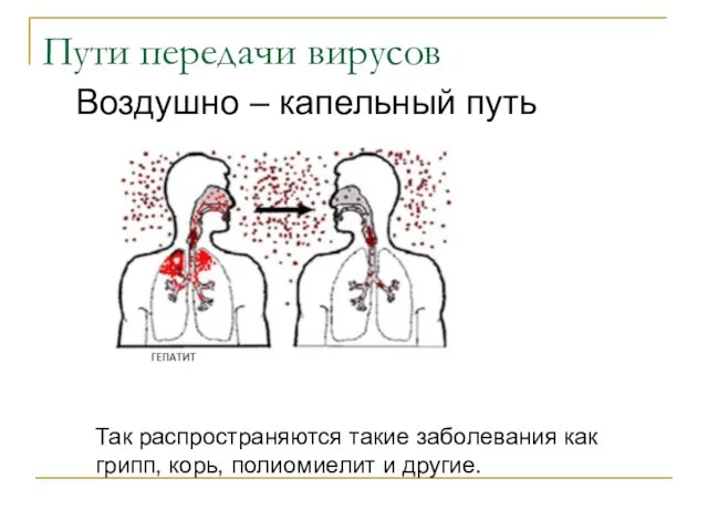 Пути передачи вирусов Воздушно – капельный путь Так распространяются такие