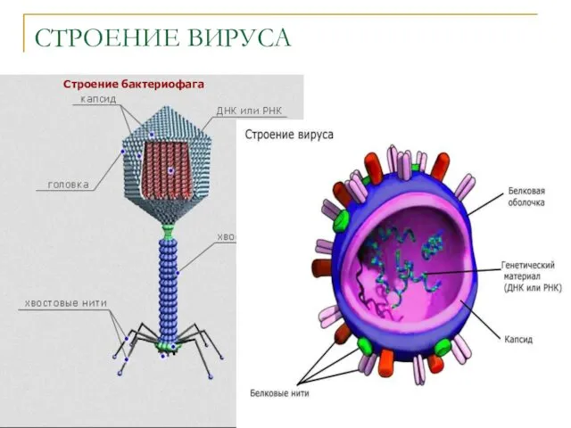 СТРОЕНИЕ ВИРУСА Строение бактериофага