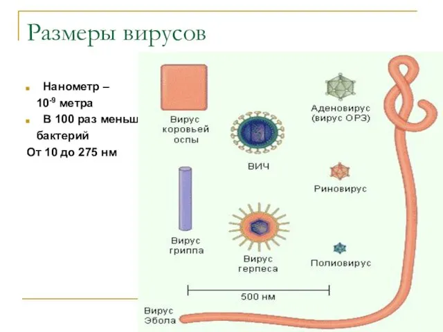 Размеры вирусов Нанометр – 10-9 метра В 100 раз меньше бактерий От 10 до 275 нм