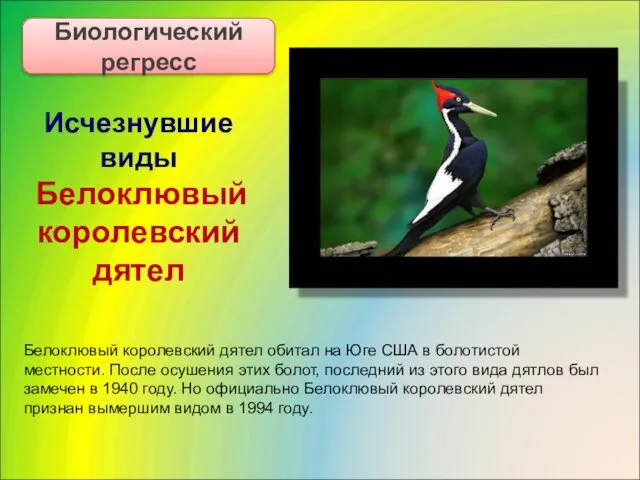 Исчезнувшие виды Белоклювый королевский дятел Биологический регресс Белоклювый королевский дятел