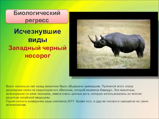 Исчезнувшие виды Западный черный носорог Биологический регресс Всего несколько лет