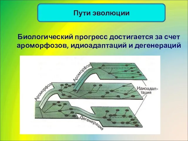 Биологический прогресс достигается за счет ароморфозов, идиоадаптаций и дегенераций Пути эволюции