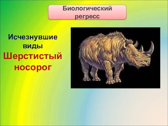 Исчезнувшие виды Шерстистый носорог Биологический регресс