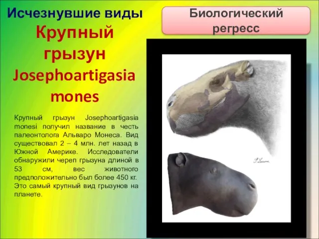 Исчезнувшие виды Крупный грызун Josephoartigasia mones Биологический регресс Крупный грызун