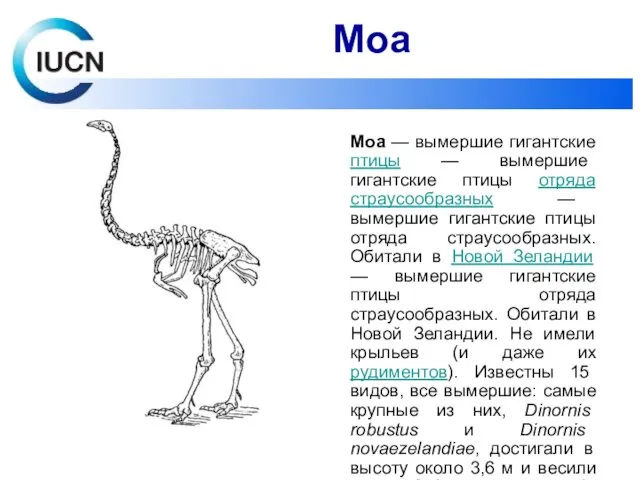 Моа — вымершие гигантские птицы — вымершие гигантские птицы отряда