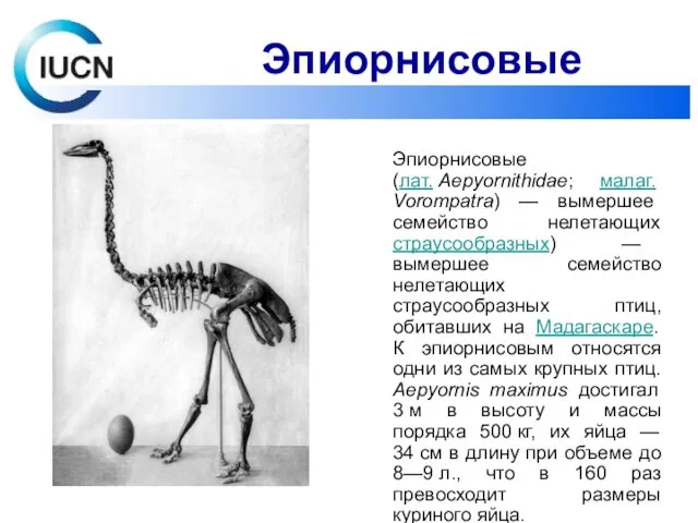 Эпиорнисовые (лат. Aepyornithidae; малаг. Vorompatra) — вымершее семейство нелетающих страусообразных)