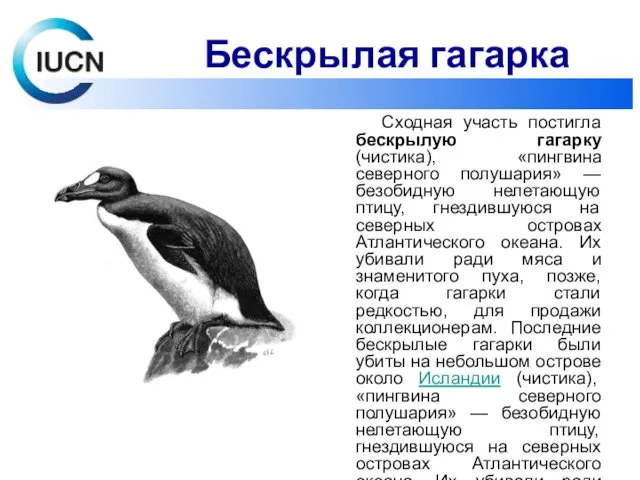 Сходная участь постигла бескрылую гагарку (чистика), «пингвина северного полушария» —