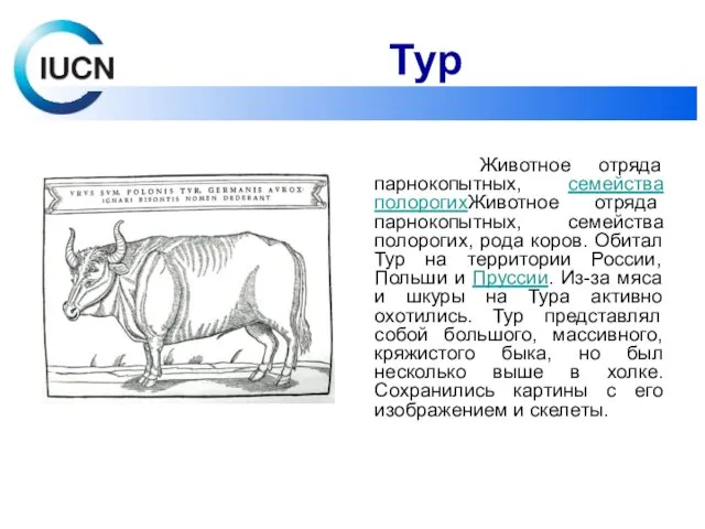 Животное отряда парнокопытных, семейства полорогихЖивотное отряда парнокопытных, семейства полорогих, рода