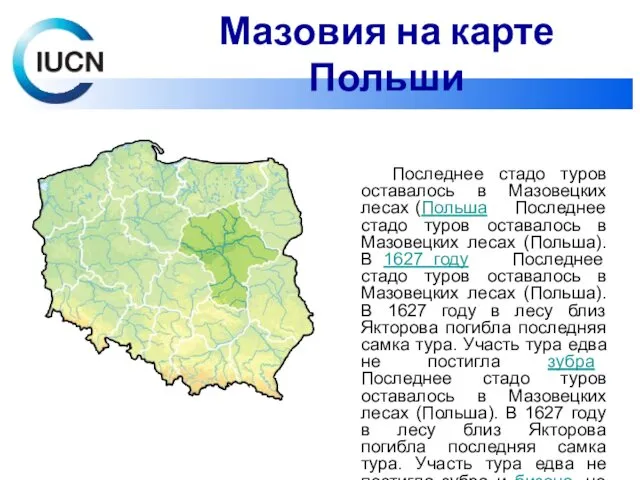 Последнее стадо туров оставалось в Мазовецких лесах (Польша Последнее стадо