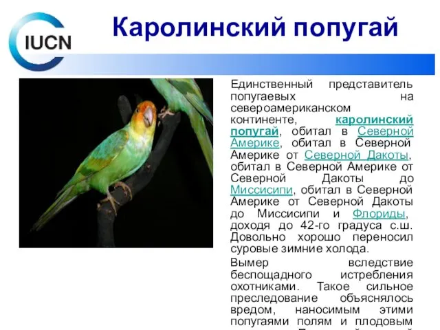 Единственный представитель попугаевых на североамериканском континенте, каролинский попугай, обитал в