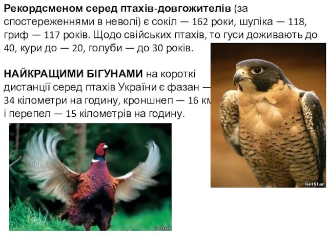 Рекордсменом серед птахів-довгожителів (за спостереженнями в неволі) є сокіл — 162 роки, шуліка