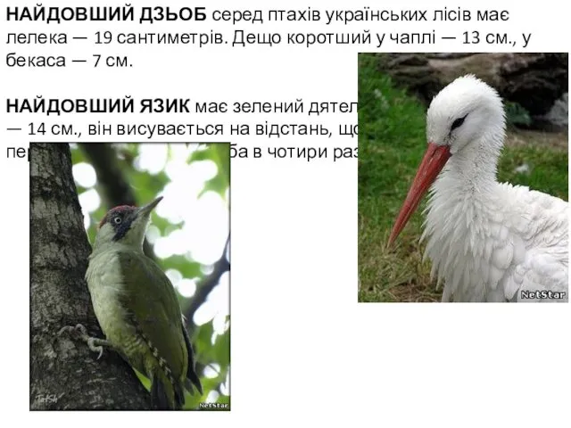 НАЙДОВШИЙ ДЗЬОБ серед птахів українських лісів має лелека — 19 сантиметрів. Дещо коротший