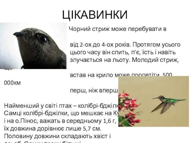 ЦІКАВИНКИ Чорний стриж може перебувати в повітрі від 2-ох до 4-ох років. Протягом