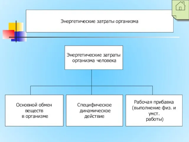 Энергетические затраты организма Энергетические затраты организма человека Основной обмен веществ