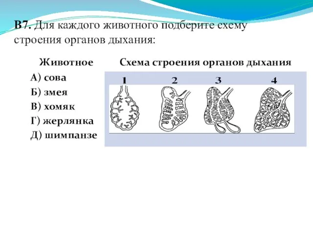 В7. Для каждого животного подберите схему строения органов дыхания: