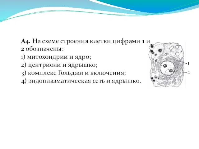 А4. На схеме строения клетки цифрами 1 и 2 обозначены: