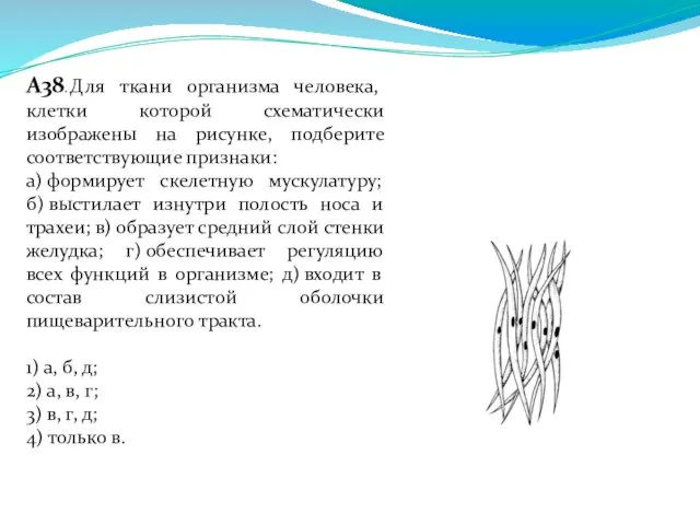 А38. Для ткани организма человека, клетки которой схематически изображены на