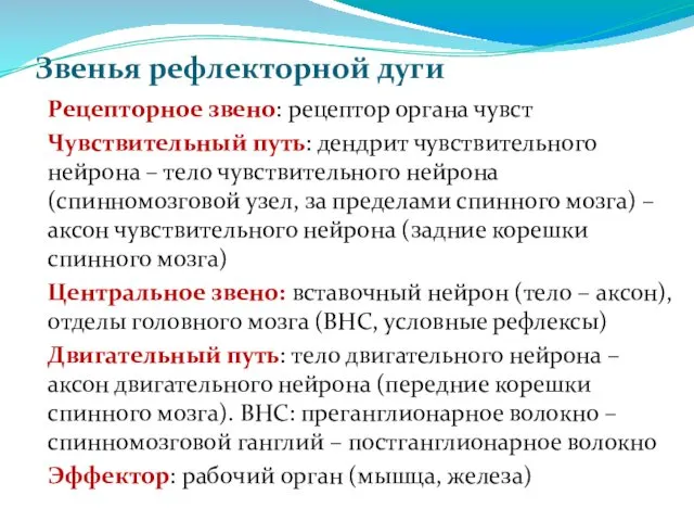 Звенья рефлекторной дуги Рецепторное звено: рецептор органа чувст Чувствительный путь: