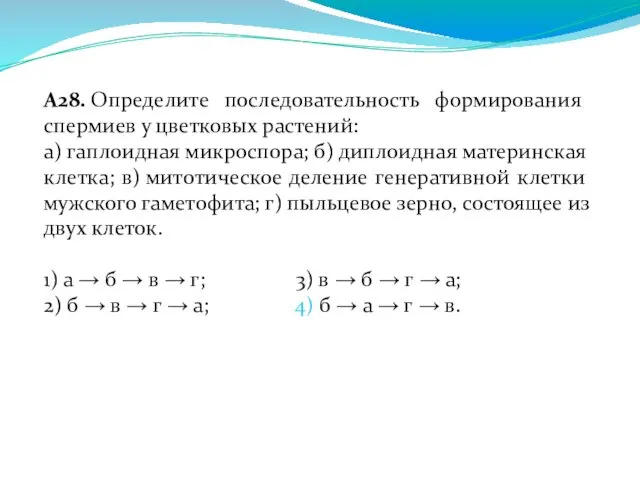 А28. Определите последовательность формирования спермиев у цветковых растений: а) гаплоидная