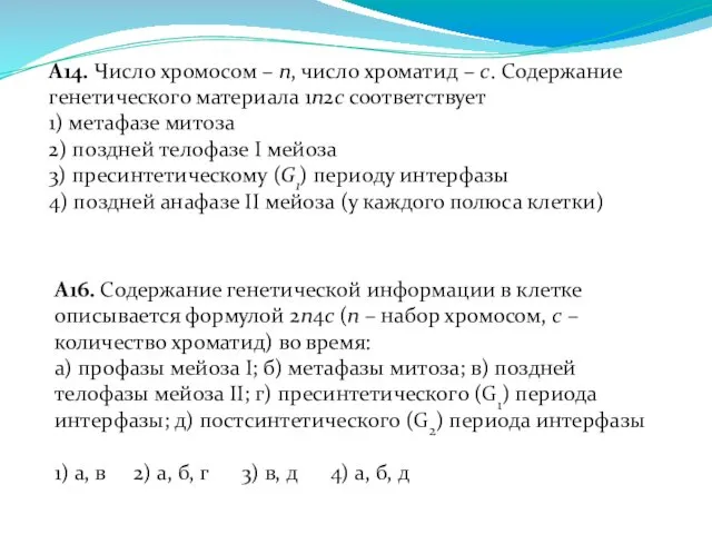 А14. Число хромосом – n, число хроматид – с. Содержание